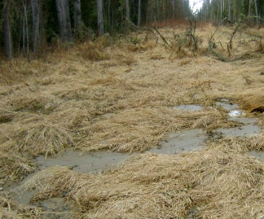 Ecosystem fresh water