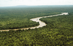 Rain Forests Rain Forests