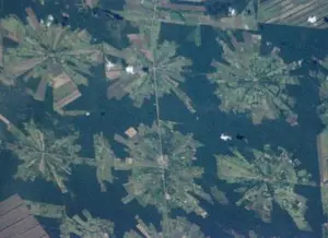 Patterns of deforestation