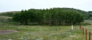 Was there a treeplanter at Work?