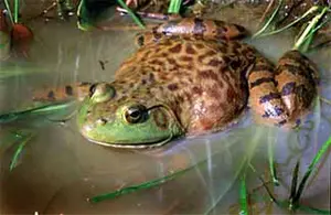 Help this little guy