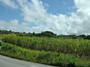 Agricultural Use of Rainforest Land