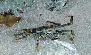 Barbados Beach Crab