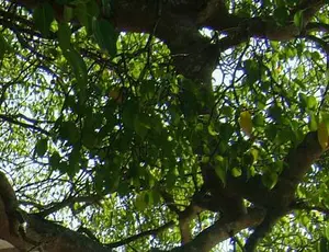Forest Leaves up Close