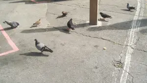 Keeping our species alive