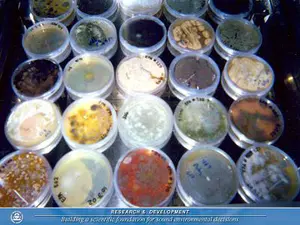 Mold Cultures