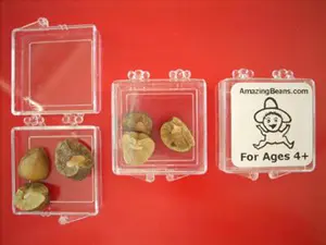 Mexican Jumping Beans