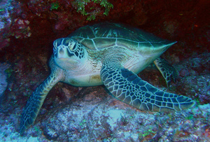 Marine Biology Jobs