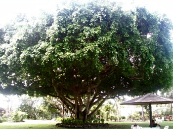 Large Tropical Tree
