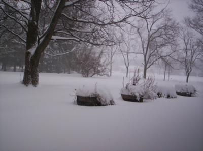 My Negiborhood Covered In Snow