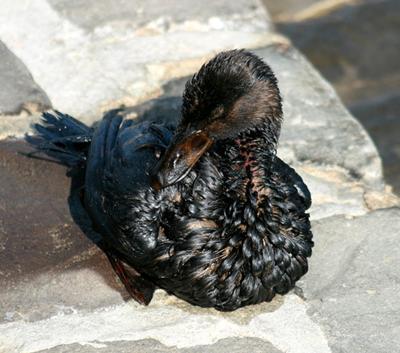 A well-oiled duck