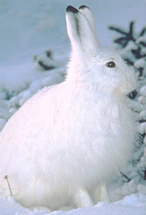 Cold Critters in Canada