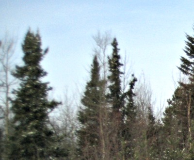 Leave these forests in good condition