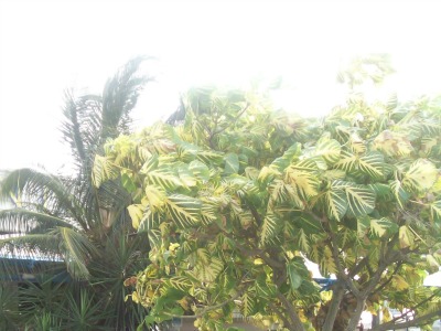 Foggy Coastal Community