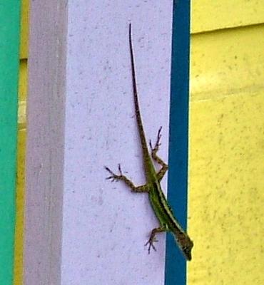 Keep our animals alive