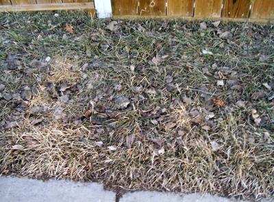 What's Left Behind after the Snow Melts