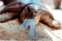 Plastic and jellyfish look the same, plastic kills