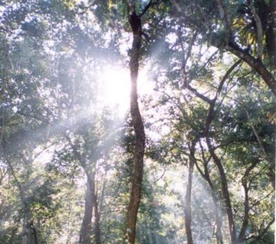 Environmental preservation