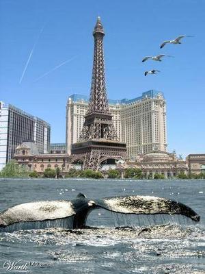 WHALES IN PARIS coming soon........
