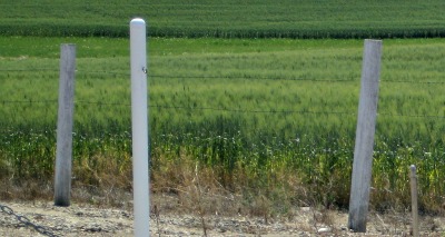 Great Manitoba farmland in Summer