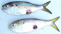 Waterborne disease