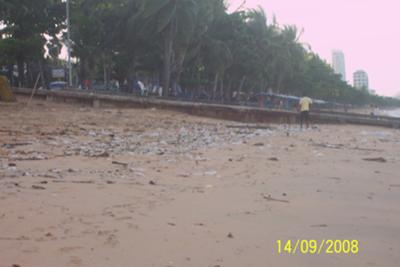 Plastic Kills Sea and Land Life