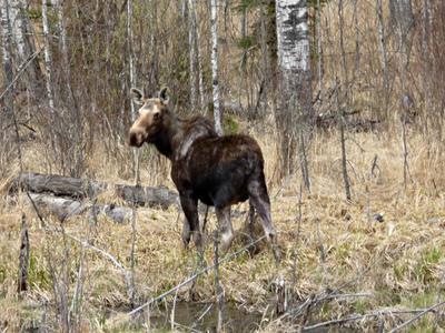 Animals potentially affected by global warming