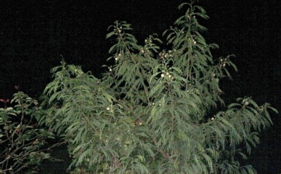 Tropical vegetation at night.