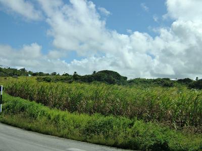 Agricultural Use of Rainforest Land