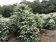 Coffee Plantation