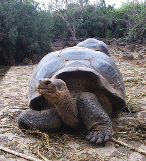Turtle from Galápagos