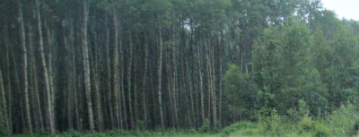 A look at our environment