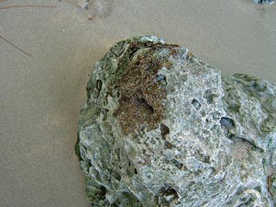 Saving our Beautiful Coral Reefs