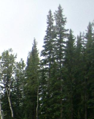 Preserve Human Life and Our Forests etc.