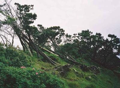 What the cold has done to the trees..