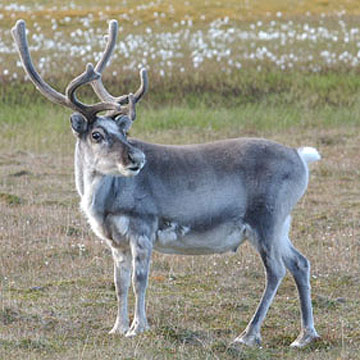 Which way to the Reindeer Games?