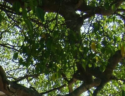 Forest Leaves up Close