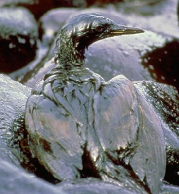 Oil-soaked birds