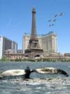 WHALES IN PARIS coming soon........