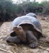 Turtle from Galápagos