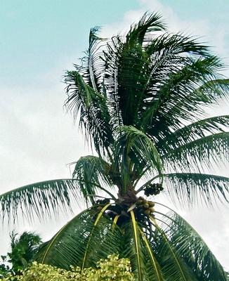 About the Rain Forest...