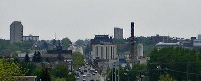 Red Deer in the Summer