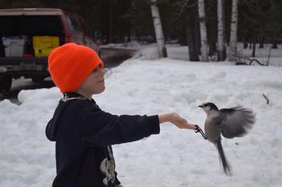 Whiskey Jack at camp on Arrow River