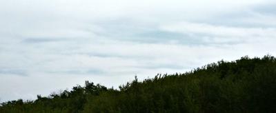 Global Warming save the Trees