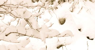 Snow Budha
