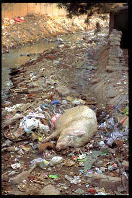 Water Pollution Pictures