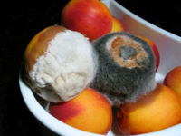 Food Mold