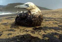 Aquatic Bird soaked in Oil