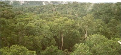 South American Rain Forest